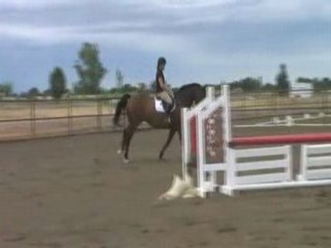 Walkabout Oldenburg Gelding Show Jumper Horse For Sale