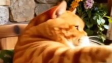 “Funny Cat Goes Shopping in Tiny Kitchen Store 😂🐱”