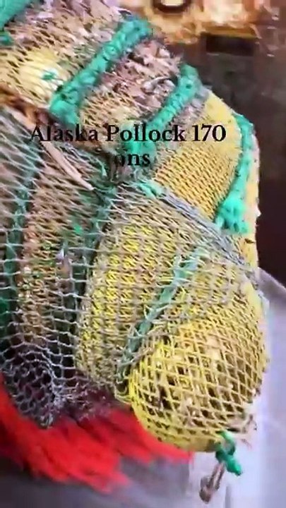 This is what 170 tons of fish look like