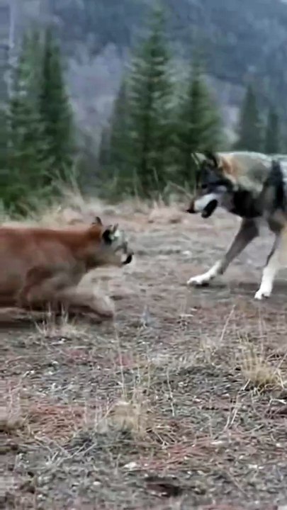 🔥 معركة مرعبة في قلب البرية: دب عملاق يهاجم فهد شرس! 🐻⚡🐆 🔥 A terrifying battle in the heart of the wild: A giant bear attacks a ferocious leopard! 🐻⚡🐆