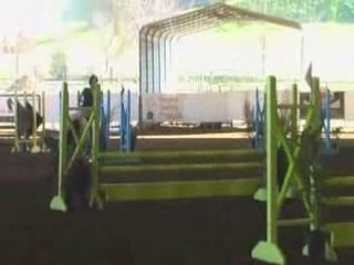 Ricky's Cloudy Sage- 3'0 Hunter/Jumper Gelding For Sale