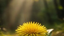 Dandelion Plant | Edible Wild Survival Food