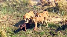 Prey Fights Back Lion Gets Attacked