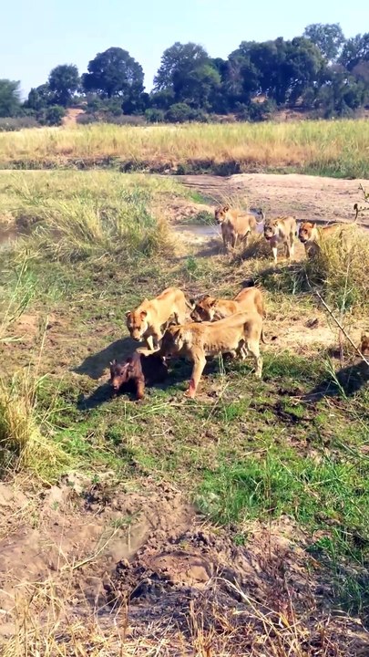 Prey Fights Back Lion Gets Attacked