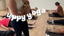Puppy yoga arrives in Albury