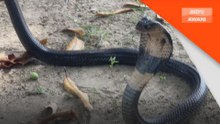 Kes tangkapan ular meningkat akibat cuaca panas
