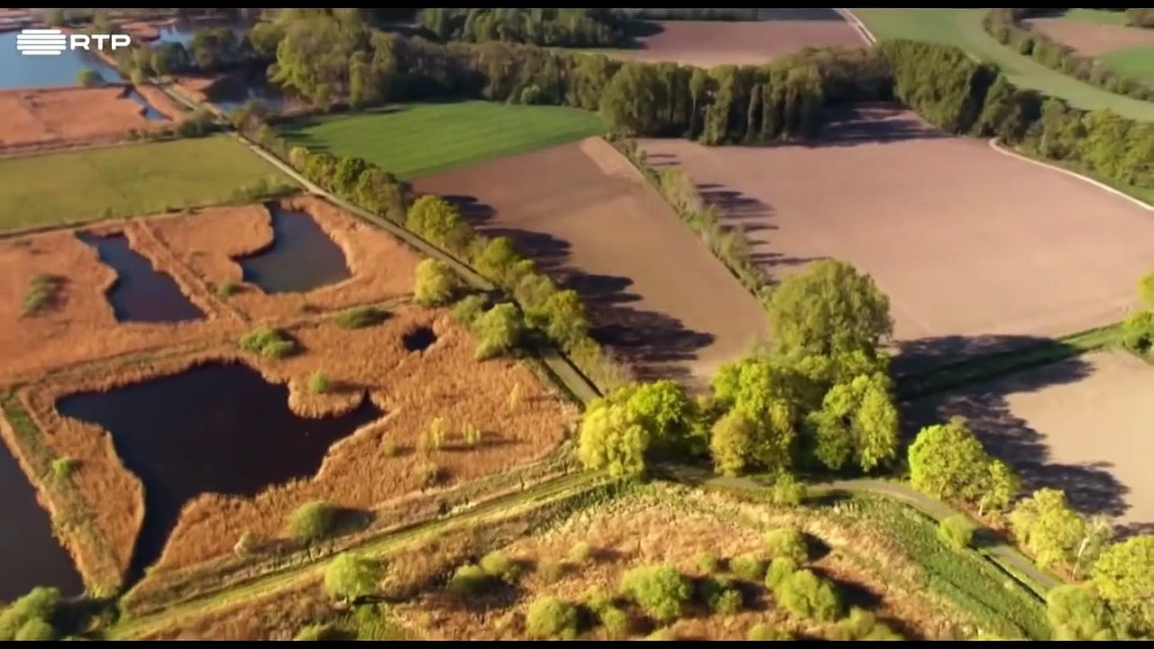 DOCUMENTÁRIO SOBRE AVES    SANTUÁRIO DE AVES DE RIESELFELDER MÜNSTER   INCRÍVEL