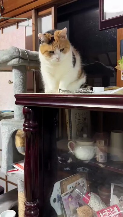 A Cute Cat Happily Playing with My Watch.” 🐾⌚😺