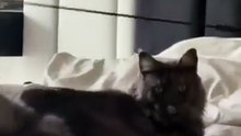 Who is more happy? The baby or the cat? #cats #funny #catvideo #baby
