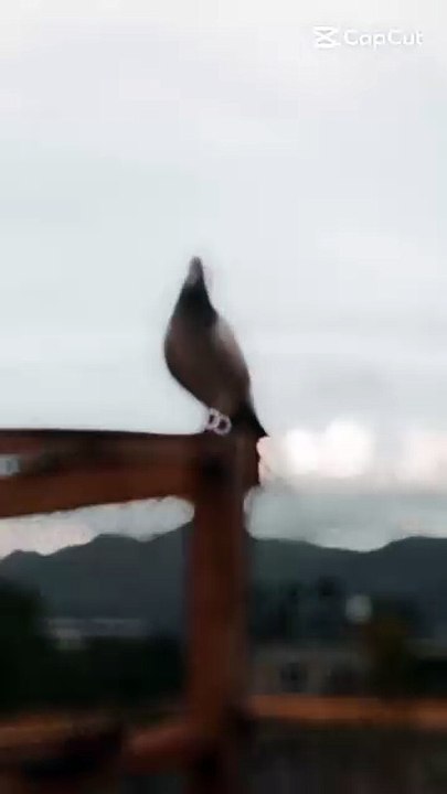 Kabutr