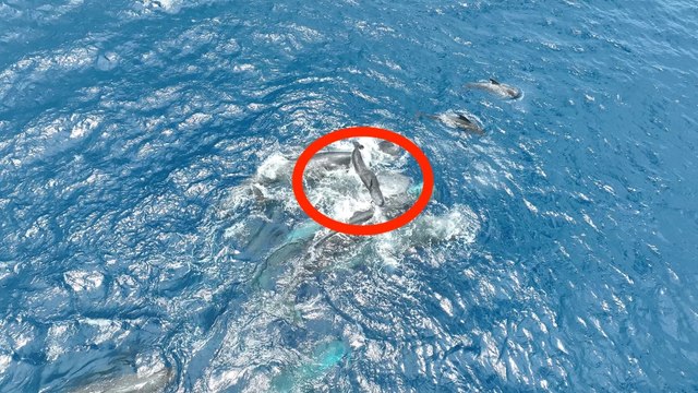 Nascita di un capodoglio: il branco si unisce per salvare il cucciolo dall’annegamento. Le immagini incredibili