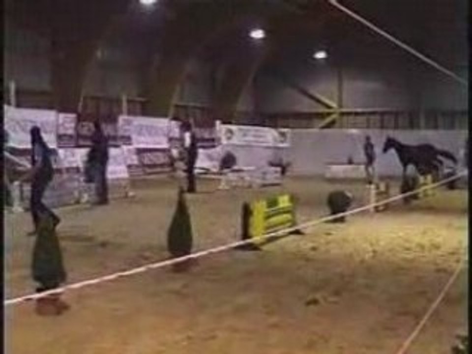 Cheval à vendre - présentation en liberté (LIBHORSE.COM)