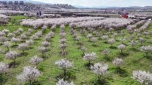 Malatya'da görsel şölen: Kayısı ağaçları beyaza büründü