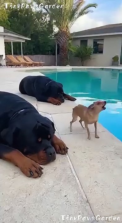 Dogs