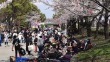 Binlerce kişi akın etti! Yılda bir kez açan sakura ağaçları Tokyo sokaklarını süsledi