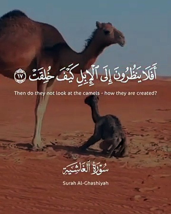 افلا ينظرون الى الابل كيف خلقت_الشيخ عبد الباسط عبد الصمد رحمه الله