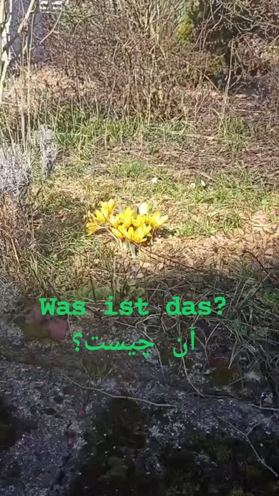 🌼 "Was ist das? Das ist eine gelbe Blume!