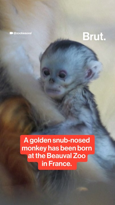 Golden snub-nosed monkey born in French zoo.