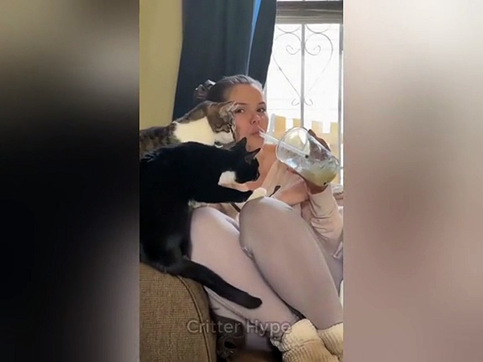 funny cats 1