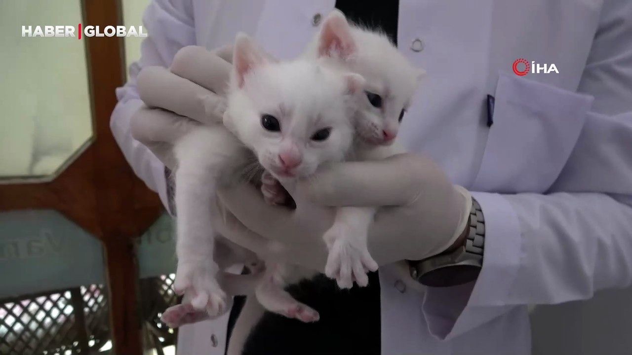 2026 yılının ilk Van kedisi yavruları doğdu
