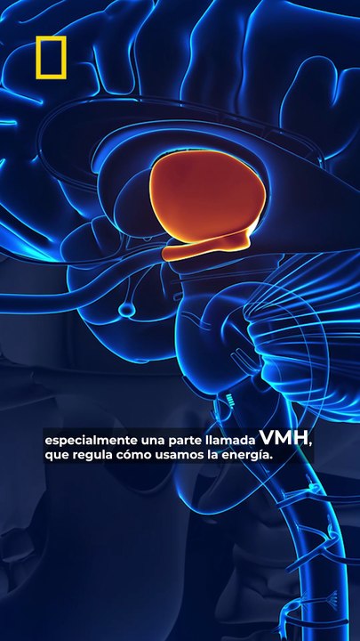 ¿Y si para ganar fuerza no bastara con entrenar los músculos?