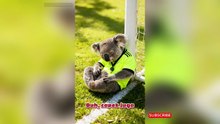 Koala yang Mencoba Memesan Kopi Lewat Lubang Pohon