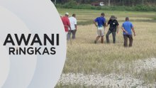 AWANI Ringkas: Tanaman padi rosak, pesawah rugi hampir RM1 juta