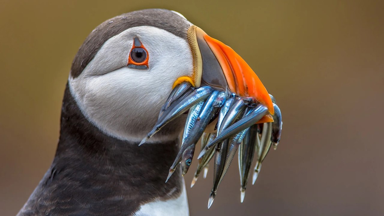 Coquet Island puffins return after winter storms disrupt breeding