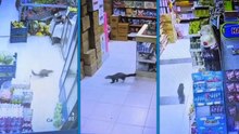 Malatya’da sansar markete girdi