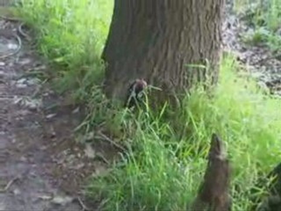 Woody