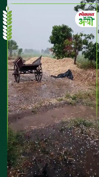 Unseasonal Rain - अवकाळी पावसासह गारपीट, अनेक तालुक्यांत शेतीचं नुकसान