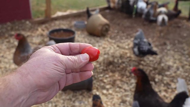 I give the chickens low hanging fruit: grape tomatoes, which is technically fruit.