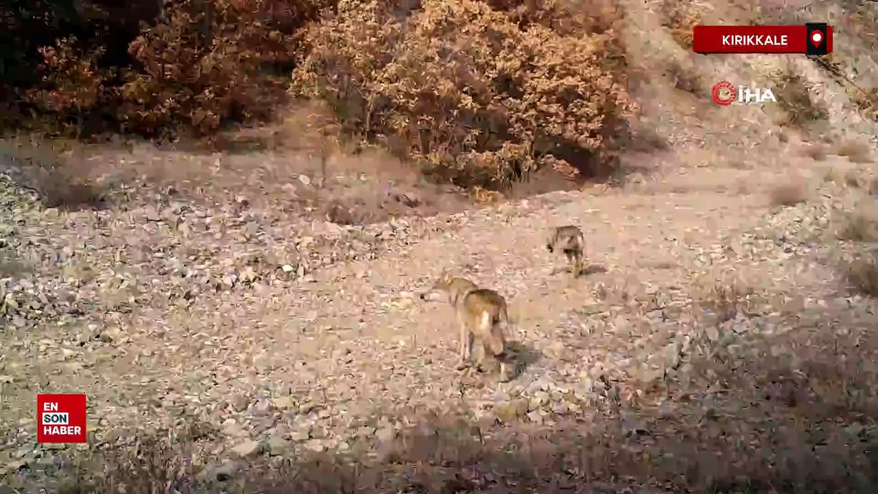 Kırıkkale'de 'ormanın hayaleti' en net haliyle görüntülendi