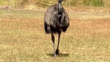 Emu – Australia’s Tall and Powerful Runner