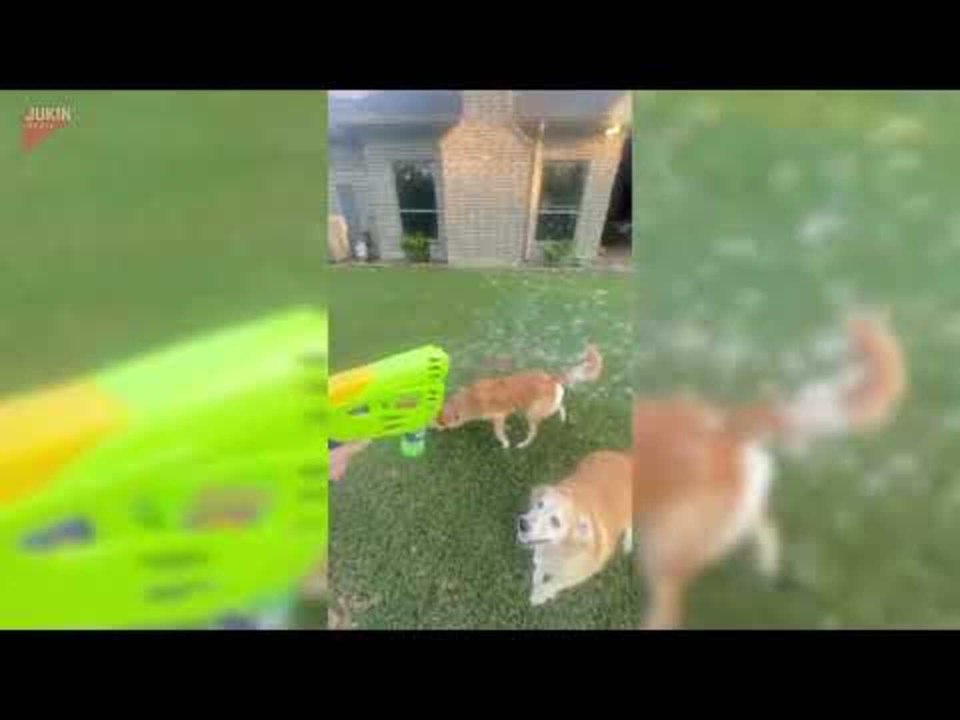 Golden Retrievers Happily Chase and Catch Bubbles