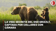 Osos grizzly en Alaska usan collares con cámara para estudio científico