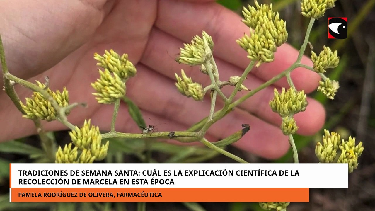 SEMANA SANTA CUÁL ES LA EXPLICACIÓN CIENTÍFICA DE LA RECOLECCIÓN DE MARCELA EN ESTA ÉPOCA