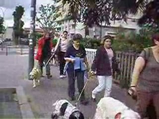 balade canine de villeurbanne