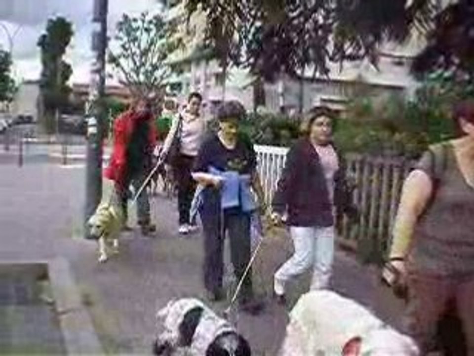 balade canine de villeurbanne