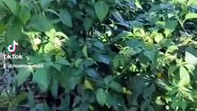 MARAVILHAS DA NATUREZA