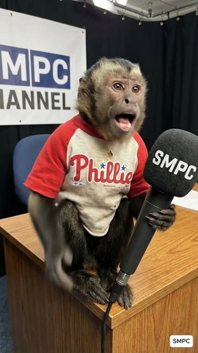 Phillies Fan . SMPC#phillies #shorts #trending #usa