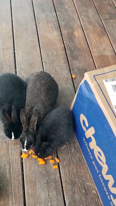 A handful of carrot chunks to brighten up a dreary day. | #SparklegleamFarm #Bunny #farm #rabbit #farmanimals #cute