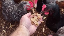 Hens try some high falutin flax pumpkin raisin crunch cereal.