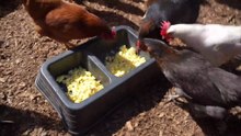 Variety of colorful hens pouncing on scrambled eggs.