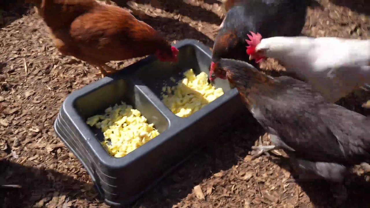 Variety of colorful hens pouncing on scrambled eggs.
