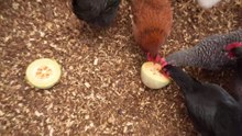 Chickens eat some Cucumis melo.