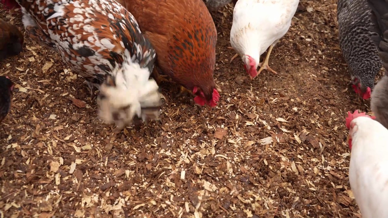 Today, I just sat and watched chickens being chickens.
