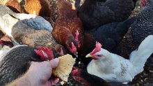 Hungry hens swarm around hunk of cornbread.