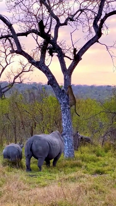 Epic Leopard Survival Struggles in Wild