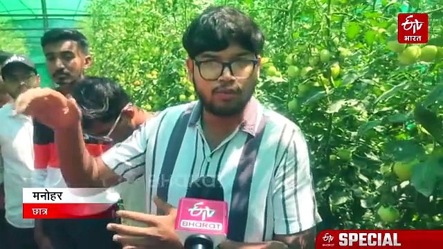 15 फीट का एक पौधा देगा 25 किलो टमाटर, किसान पाएंगे दोगुना मुनाफा